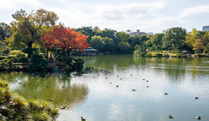東京楓葉景點 東京楓葉景點