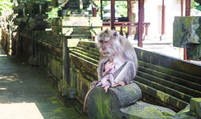 烏布旅游攻略 烏布旅游攻略