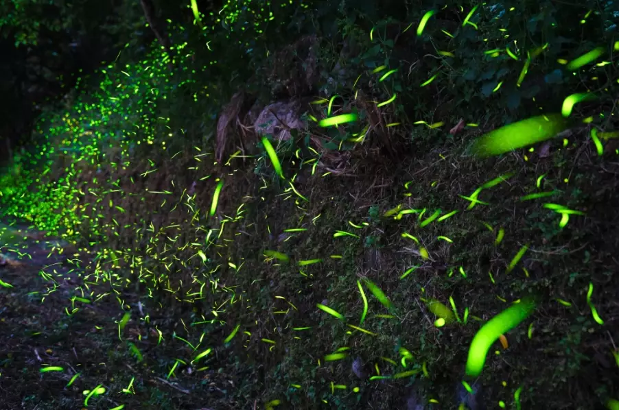 那瑪夏景點 那瑪夏景點