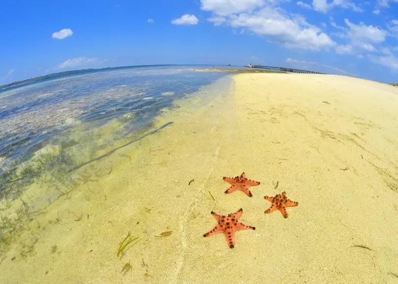 海星沙灘 海星沙灘