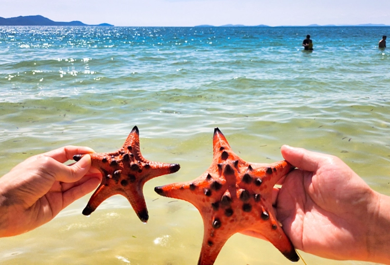 海星沙灘交通 海星沙灘交通