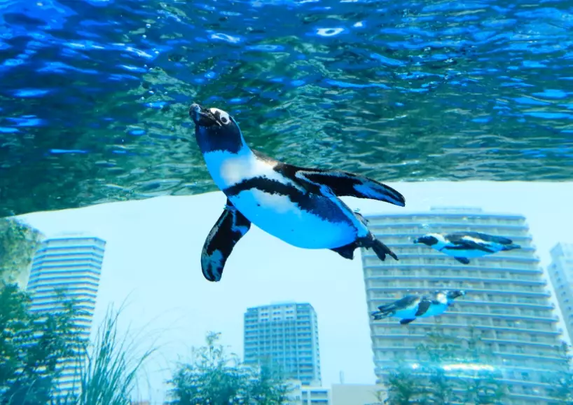 台北水族館優惠 台北水族館優惠