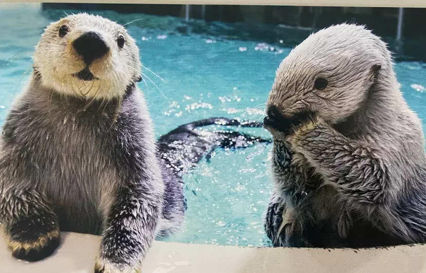 東京水族館 海獺 東京水族館 海獺