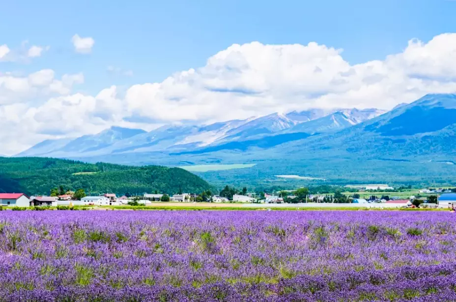 北海道5天行程 北海道5天行程