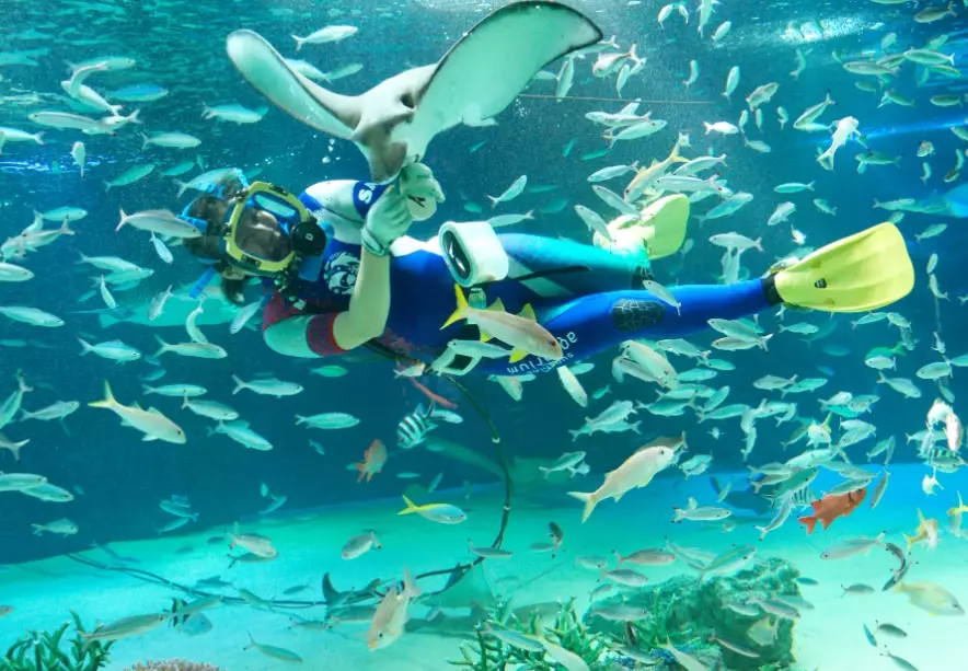 陽光水族館門票 陽光水族館門票