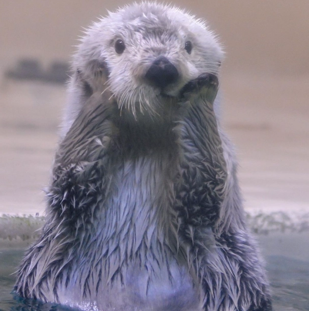 品川水族館 海獺 品川水族館 海獺