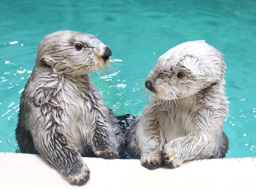 東京水族館 海獺 東京水族館 海獺