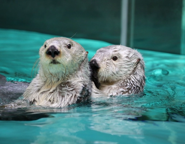 品川水族館 海獺 品川水族館 海獺