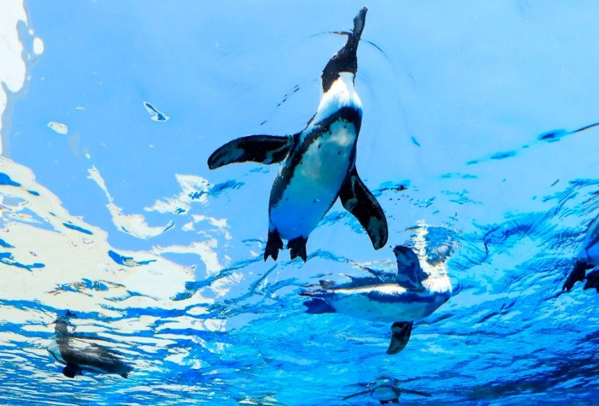 陽光水族館門票 陽光水族館門票