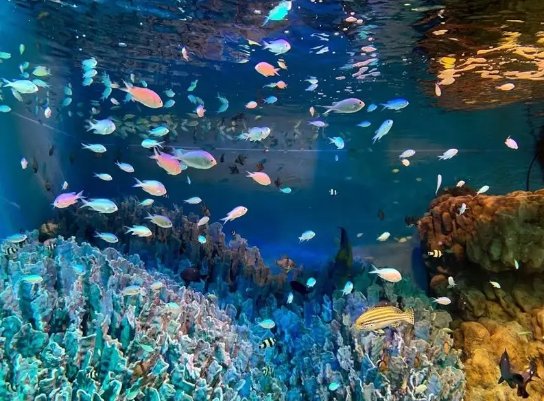 陽光水族館 門票 陽光水族館 門票