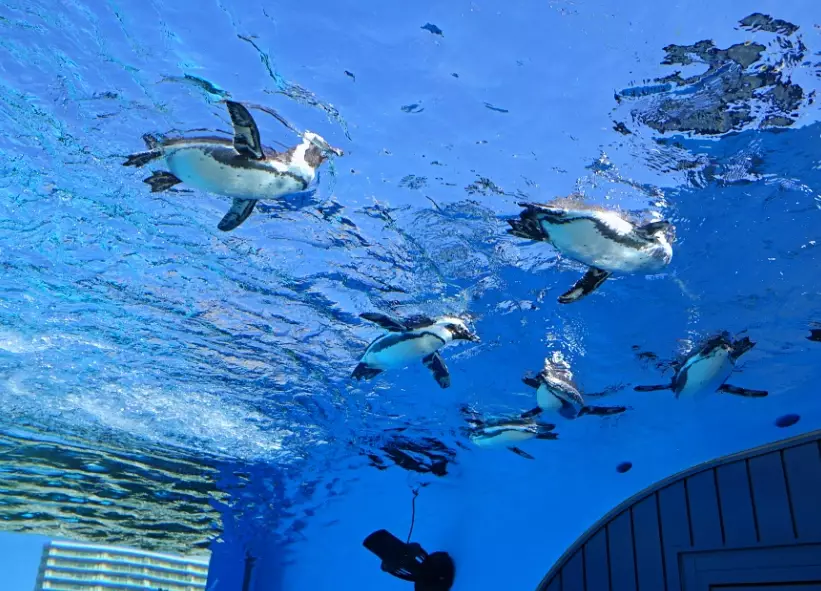 陽光水族館 門票 陽光水族館 門票