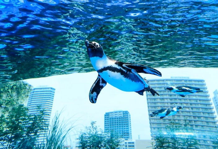 陽光水族館 交通 陽光水族館 交通
