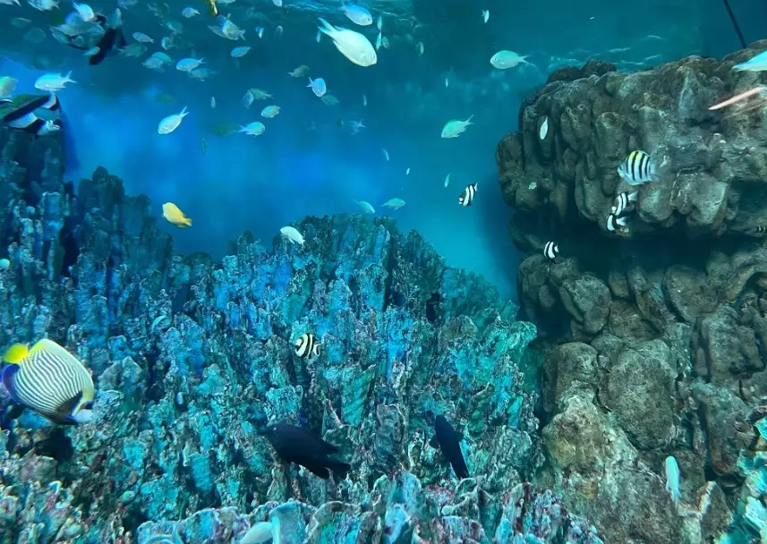 太陽城水族館 優惠票 太陽城水族館 優惠票