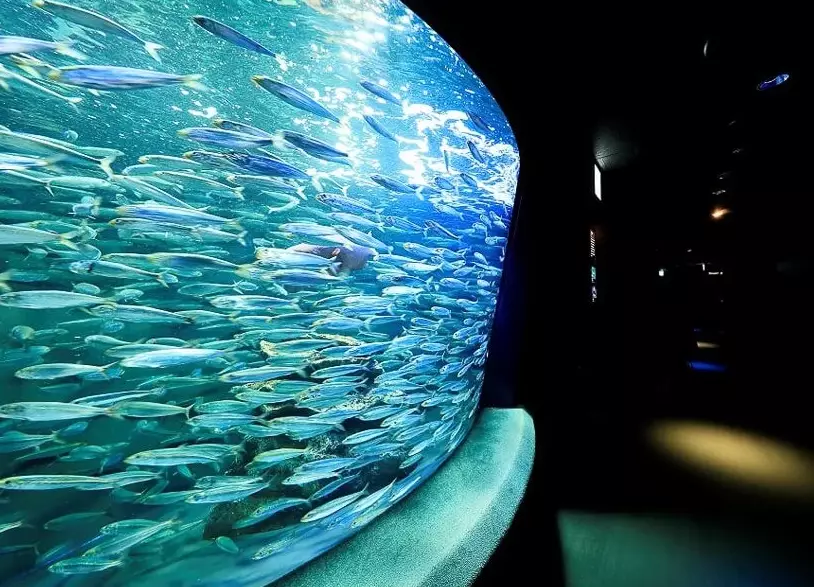 陽光水族館交通 陽光水族館交通