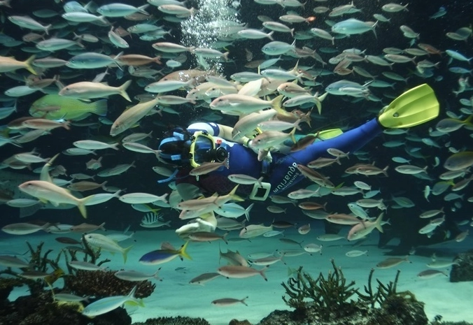 太陽城水族館 門票 太陽城水族館 門票