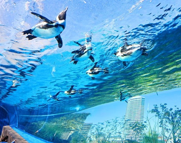 陽光水族館 評論 陽光水族館 評論