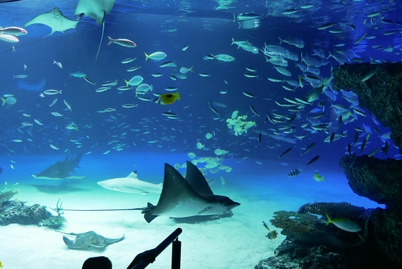 太陽城水族館 門票 太陽城水族館 門票