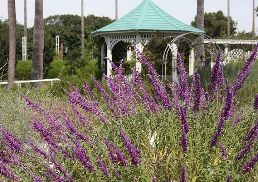 長居植物園 交通 長居植物園 交通