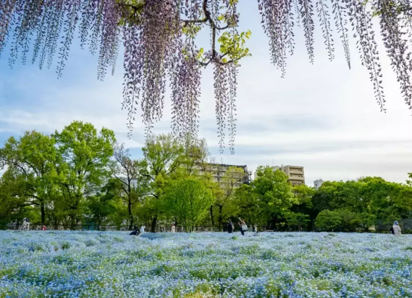大阪長居植物園 交通 大阪長居植物園 交通