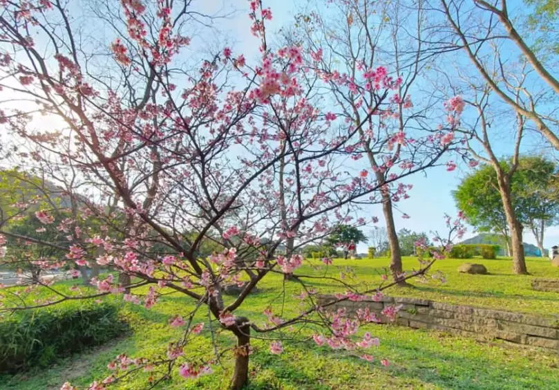 大溝溪生態治水園區 櫻花 大溝溪生態治水園區 櫻花