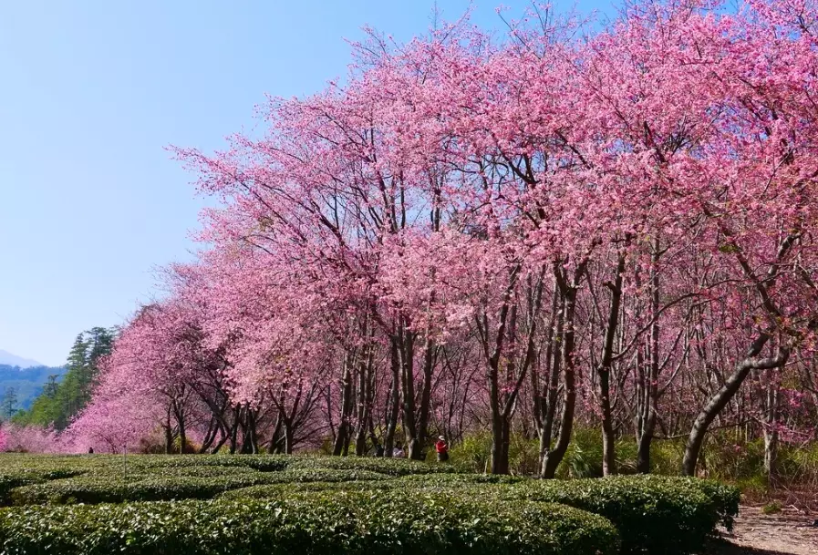 台湾樱花季 台湾樱花季