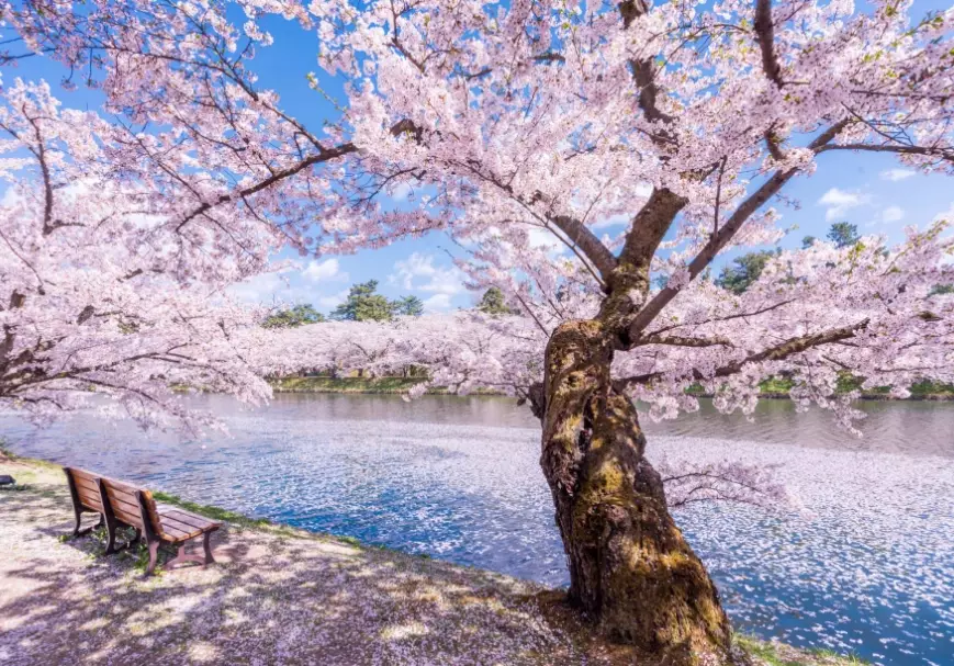 樱花开花预测 樱花开花预测