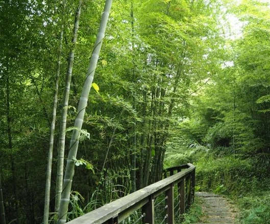 孝子路步道 孝子路步道