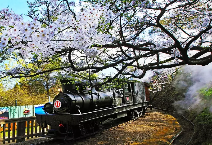 阿里山 開車 危險