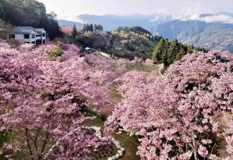 台湾樱花季 台湾樱花季