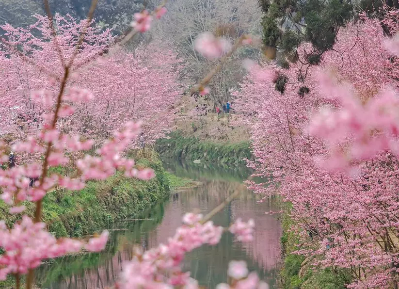 樱花开花预测 樱花开花预测