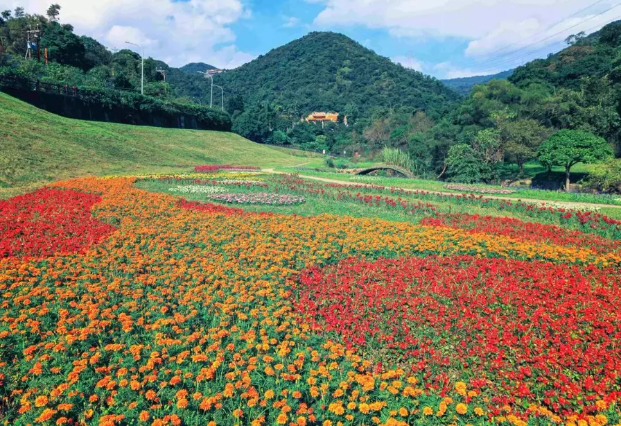 大溝溪生態治水園區 櫻花 大溝溪生態治水園區 櫻花