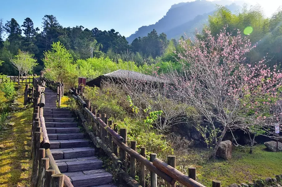 阿里山自駕 阿里山自駕
