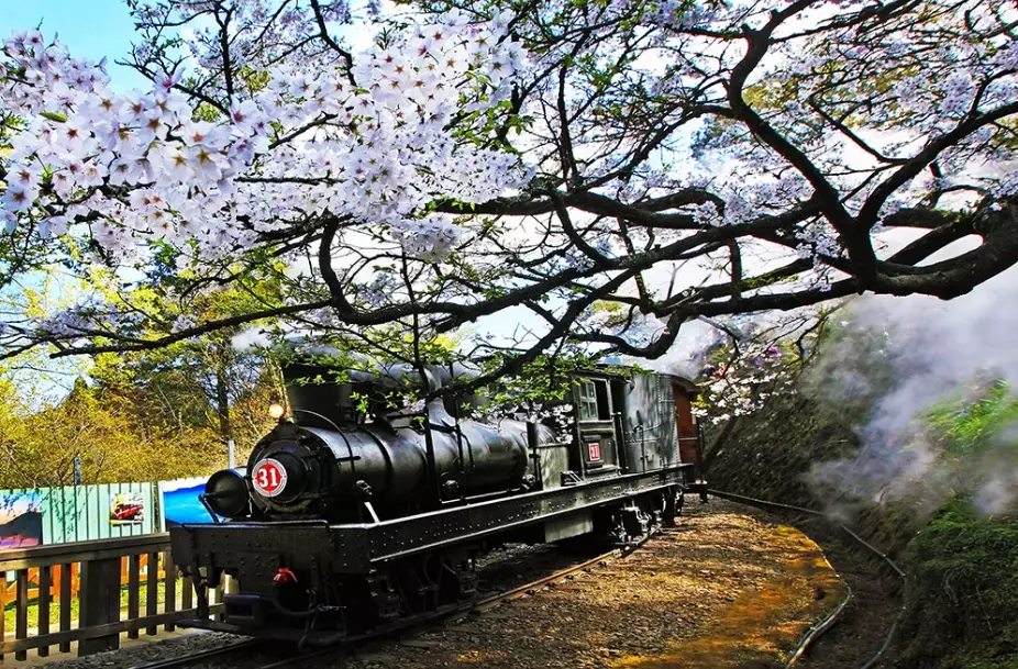 阿里山開車 阿里山開車
