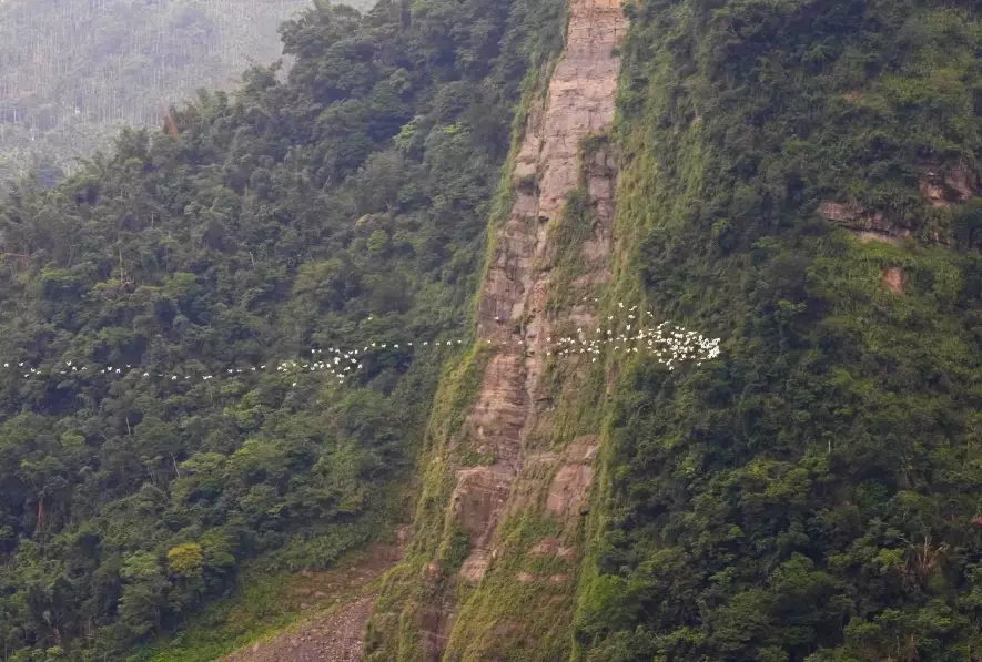 嘉義賞鳥地點 嘉義賞鳥地點