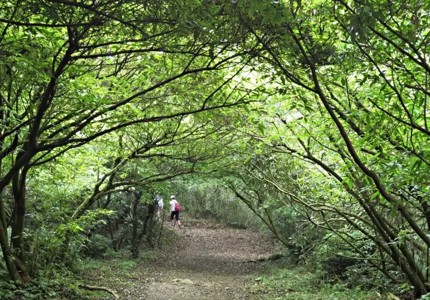 陽明山步道 陽明山步道