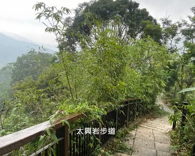 阿里山賞鳥 阿里山賞鳥