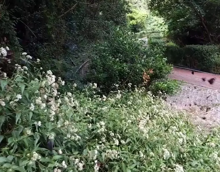 山林旅遊 山林旅遊