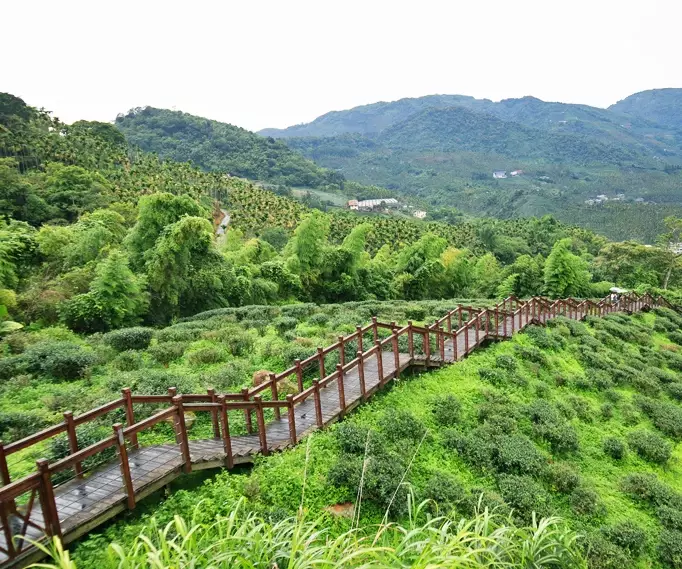 阿里山賞鳥 阿里山賞鳥