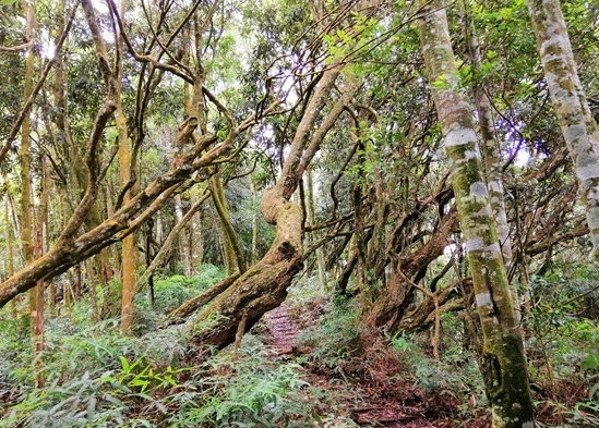 橫嶺山步道 橫嶺山步道