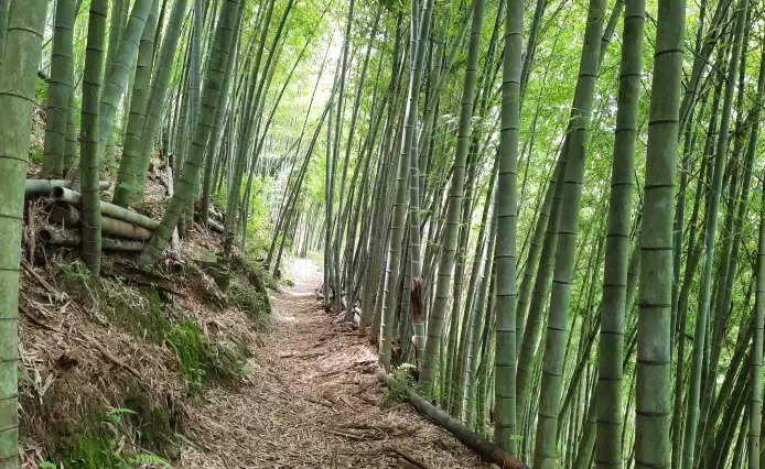 橫嶺步道交通 橫嶺步道交通