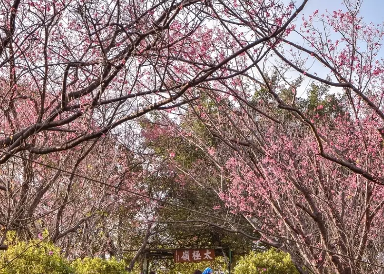 土城賞櫻 土城賞櫻
