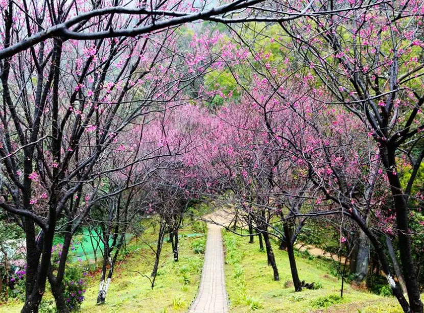 土城賞櫻 土城賞櫻