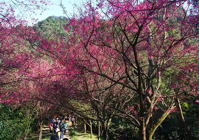 新北櫻花景點 新北櫻花景點