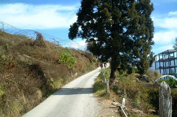 清境農場步道 清境農場步道