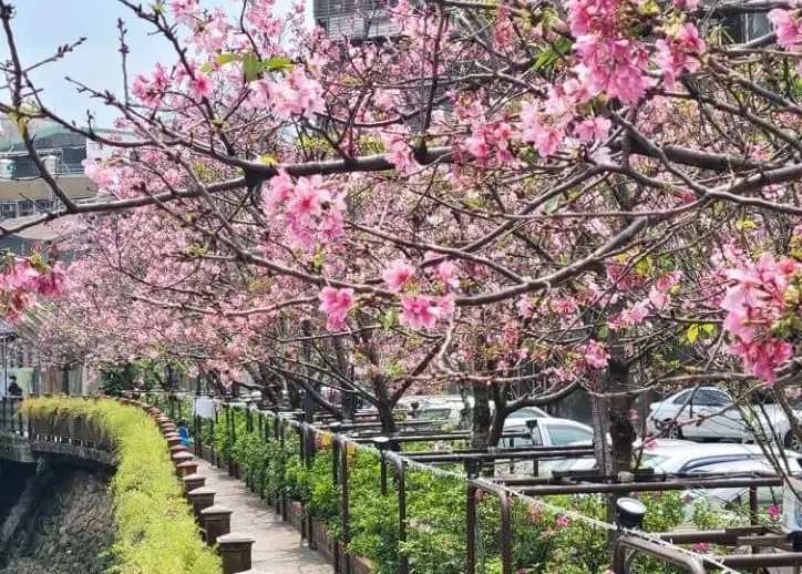 土城賞櫻 土城賞櫻