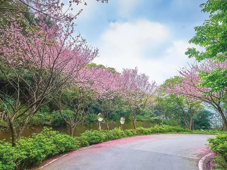 台中櫻花步道 台中櫻花步道