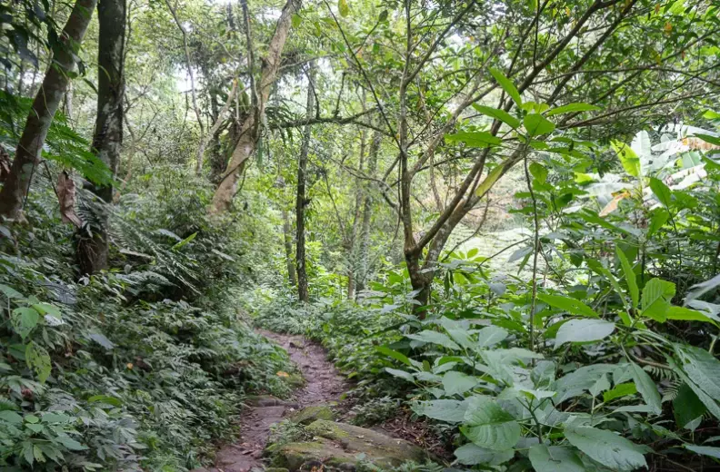 桃源谷步道 桃源谷步道