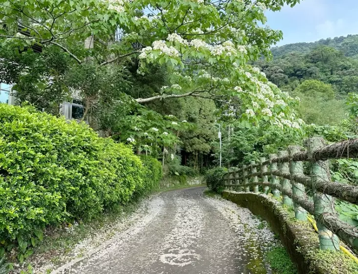 賞桐花景點