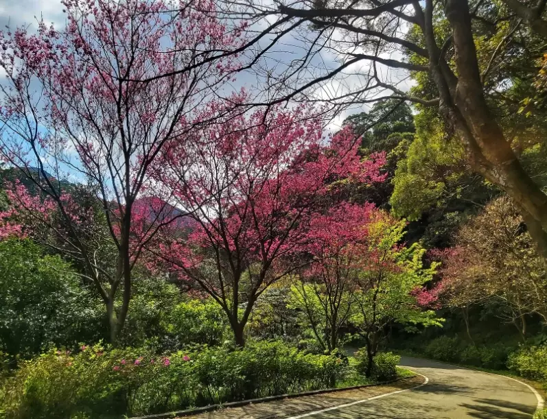 青山路櫻花 青山路櫻花