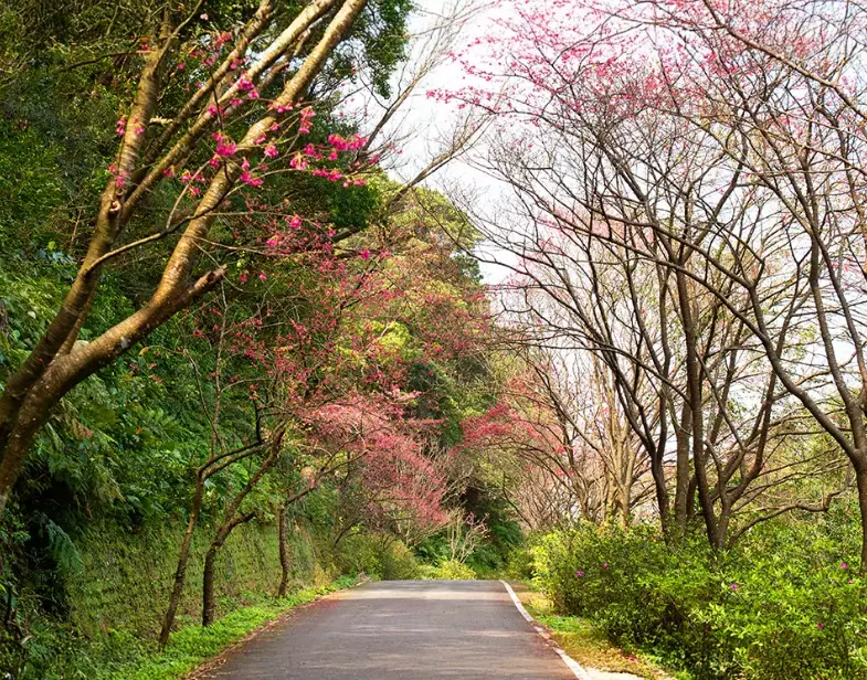 台中櫻花步道 台中櫻花步道